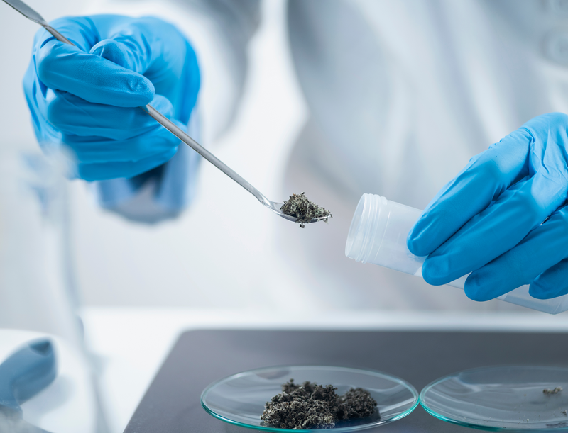 Gloved lab technician transferring dried plant material with a spoon into a plastic container above glass petri dishes